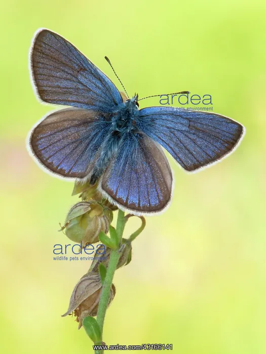 : Mazarine Blue : Mazarine Blue