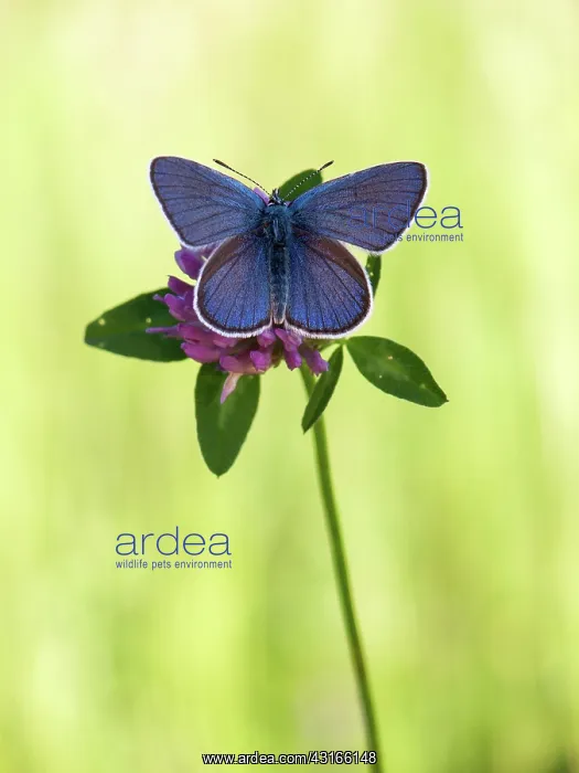 : Mazarine Blue : Mazarine Blue
