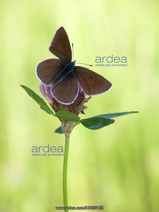 : Mazarine Blue : Mazarine Blue