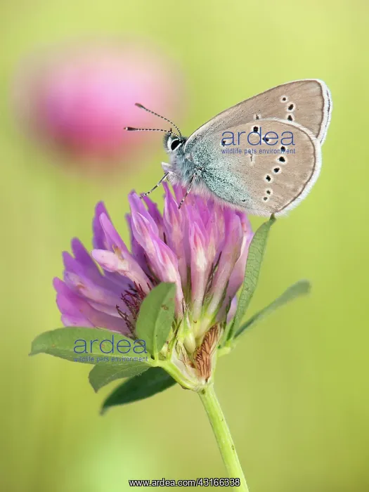 : Mazarine Blue : Mazarine Blue