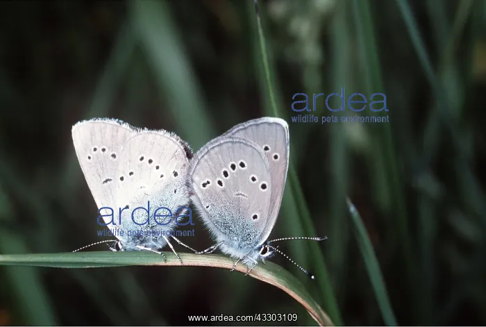  : Mazarine Blue Butterfly - pair mating