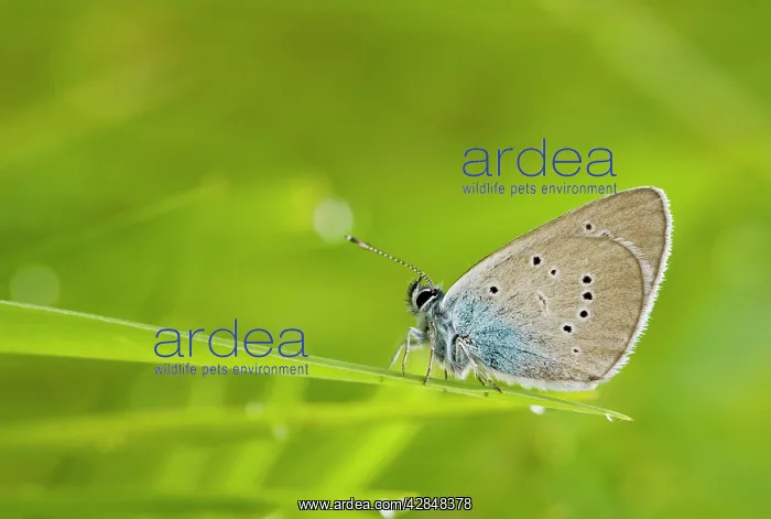  : Mazarine Blue - roosting after rain