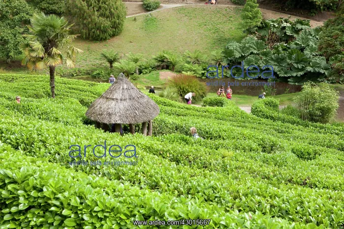  : The Maze. Glendurgan Garden