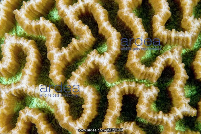 : Maze Brain Coral : Maze Brain Coral
