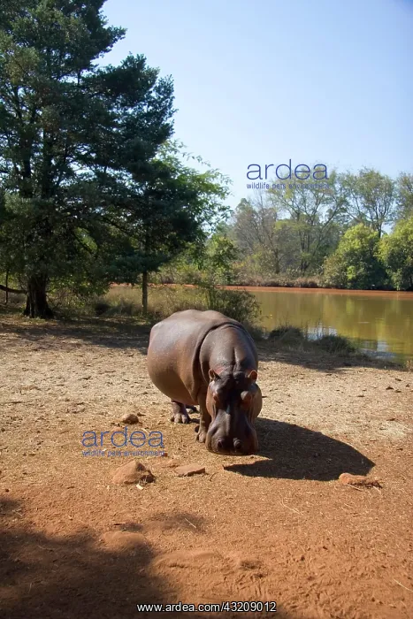 : Mbabane, Swaziland. Wild animals in the : Mbabane, Swaziland. Wild animals in the