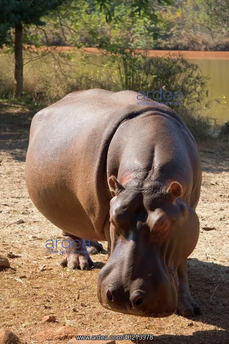 : Mbabane, Swaziland. Wild animals in the : Mbabane, Swaziland. Wild animals in the