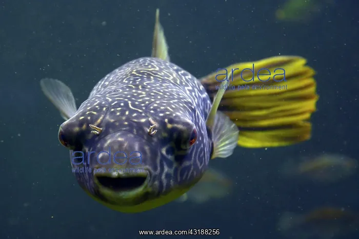 : Mbu pufferfish ( Tetraodon mbu ), captive : Mbu pufferfish ( Tetraodon mbu ), captive