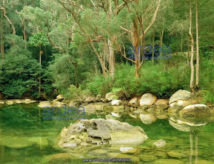 : McCarras Creek Ku-ring-gai Chase National Park : McCarras Creek Ku-ring-gai Chase National Park