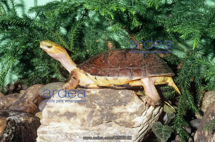 : McCord's Box Turtle - Mccord's box turtle is only : McCord's Box Turtle - Mccord's box turtle is only