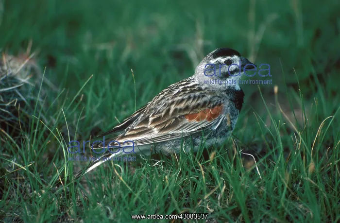: McCown's Longspur : McCown's Longspur