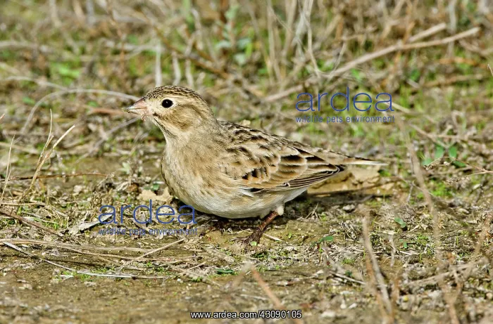 : McCown's Longspur : McCown's Longspur