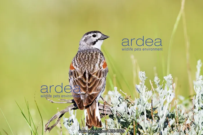 : McCown's Longspur - Male singing on territory in July : McCown's Longspur - Male singing on territory in July