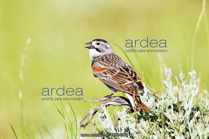 : McCown's Longspur - Male singing on territory in July : McCown's Longspur - Male singing on territory in July