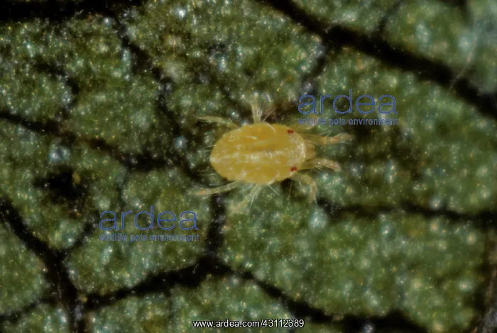 : McDaniel spider mite : McDaniel spider mite