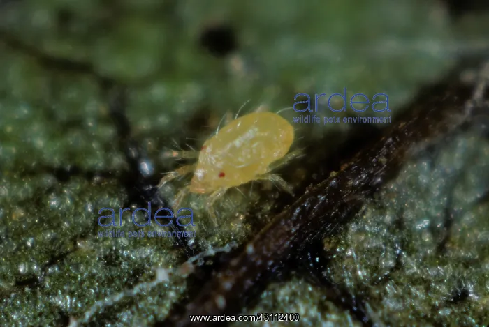 : McDaniel spider mite : McDaniel spider mite