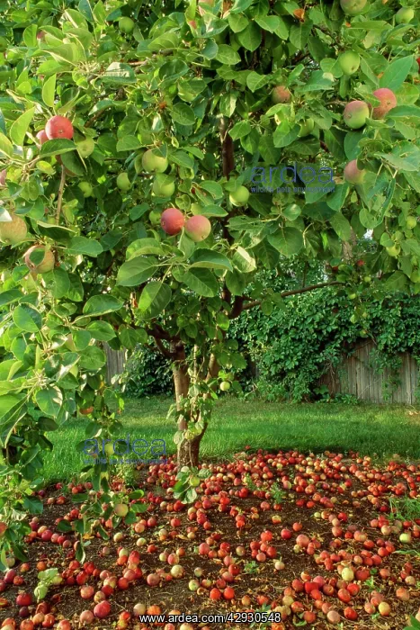  : McIntosh Apple Tree - in autumn with dropped apples