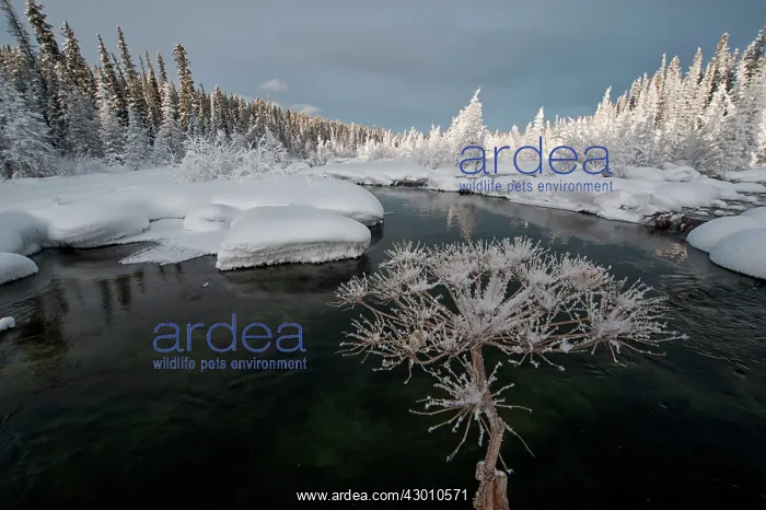 : McIntyre Creek near Whitehorse in winter snow and : McIntyre Creek near Whitehorse in winter snow and