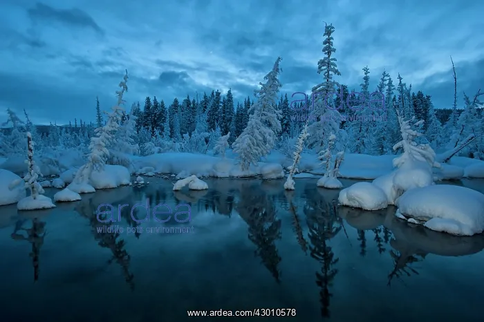 : McIntyre Creek near Whitehorse in winter snow and : McIntyre Creek near Whitehorse in winter snow and