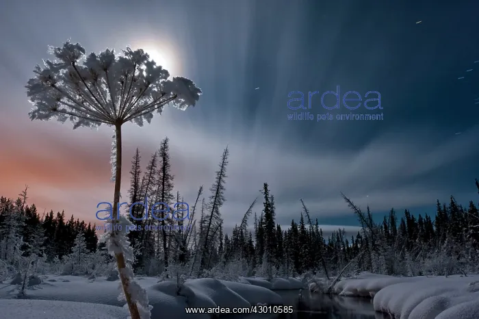 : McIntyre Creek near Whitehorse in winter snow and : McIntyre Creek near Whitehorse in winter snow and