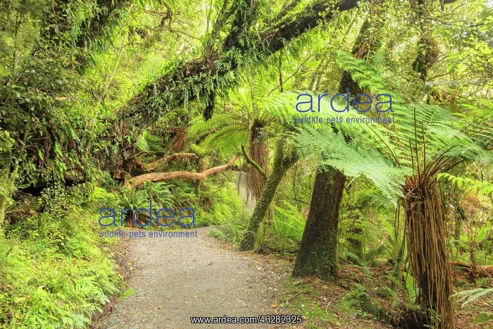 : McLean Falls Walk, The Catlins, Otago, South Island : McLean Falls Walk, The Catlins, Otago, South Island