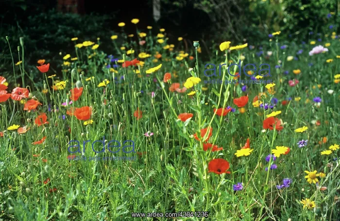 : Meadow, varieties not identified : Meadow, varieties not identified