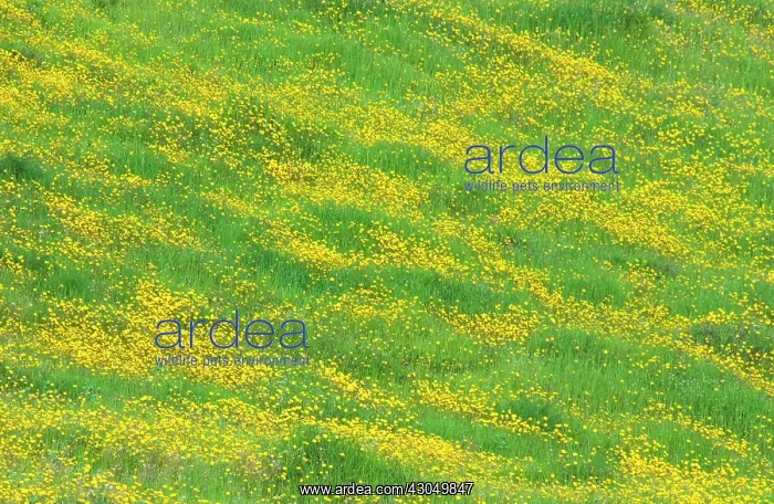 : Meadow : Meadow