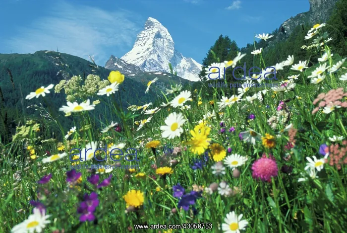 : Meadow : Meadow