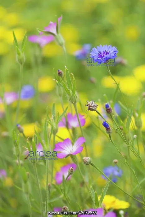 : Meadow : Meadow