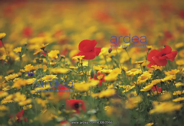 : Meadow : Meadow