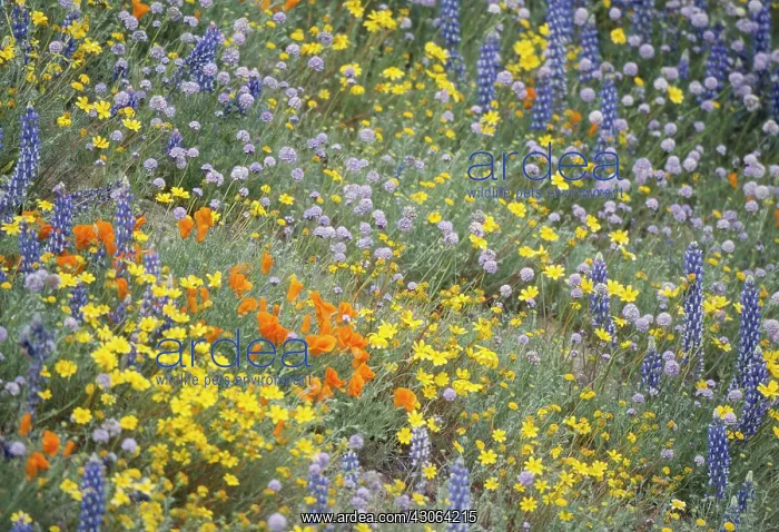: Meadow, varieties not identified : Meadow, varieties not identified