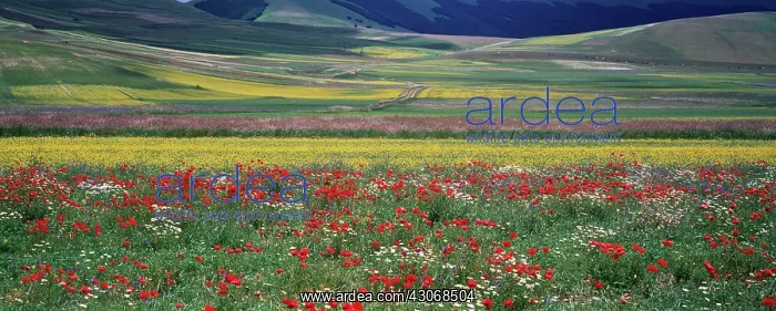 : Meadow : Meadow