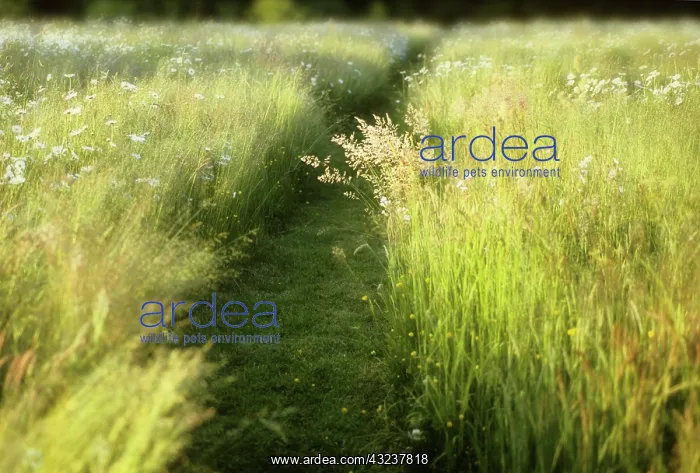 : Meadow : Meadow