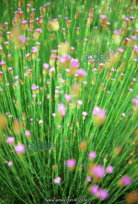 : Meadow : Meadow