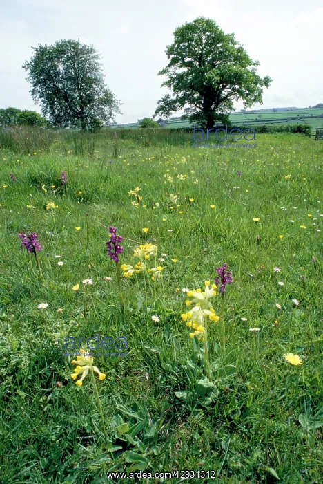: MEADOW - Ancient pasture with cowslips and orchids : MEADOW - Ancient pasture with cowslips and orchids