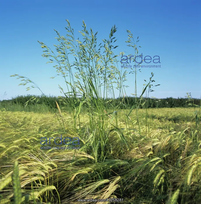  : Meadow Brome in Barley Crop
