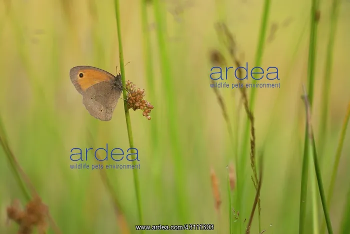 : Meadow Brown : Meadow Brown