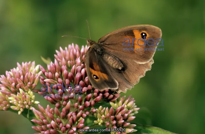 : Meadow Brown : Meadow Brown