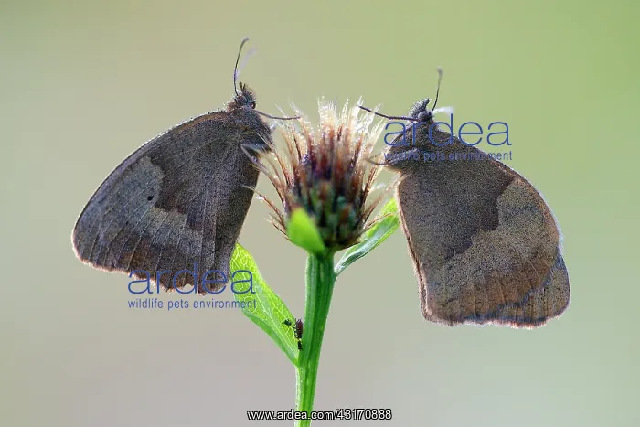 : Meadow Brown : Meadow Brown