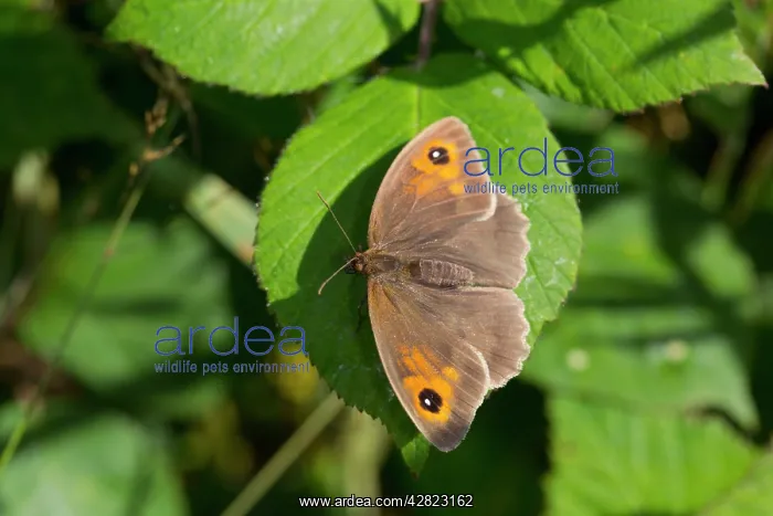 : Meadow Brown Butterfly : Meadow Brown Butterfly