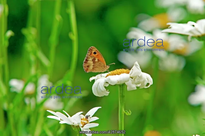 : Meadow Brown Butterfly : Meadow Brown Butterfly
