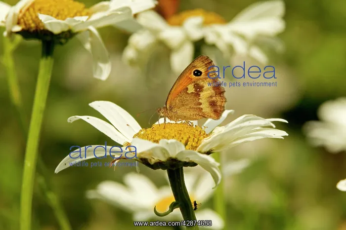 : Meadow Brown Butterfly : Meadow Brown Butterfly
