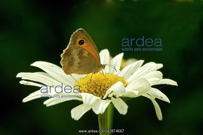 : Meadow Brown Butterfly : Meadow Brown Butterfly
