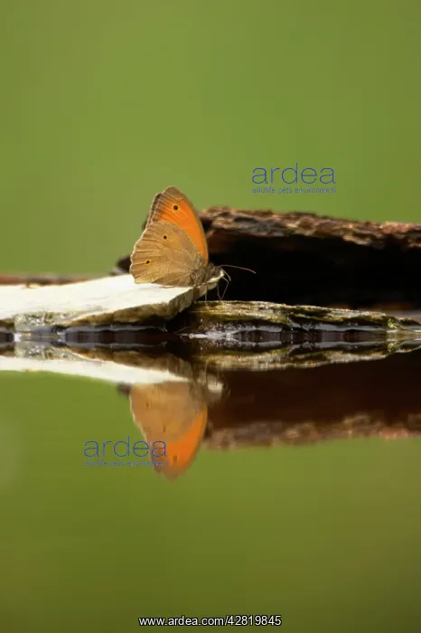 : Meadow Brown Butterfly - Drinking at pool : Meadow Brown Butterfly - Drinking at pool