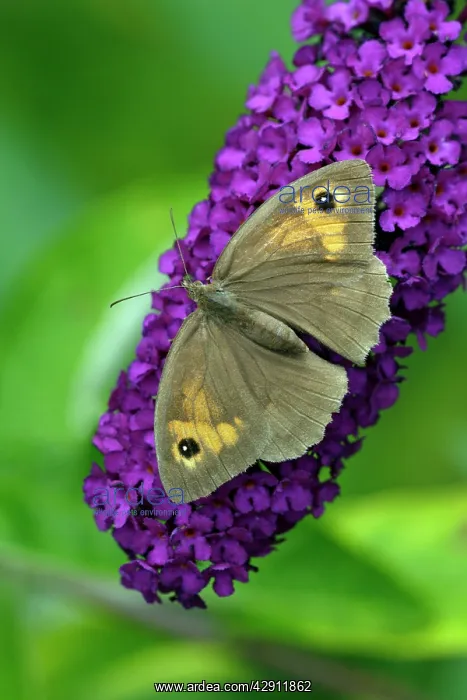 : Meadow Brown Butterfly - feeding on Buddleia blossom : Meadow Brown Butterfly - feeding on Buddleia blossom
