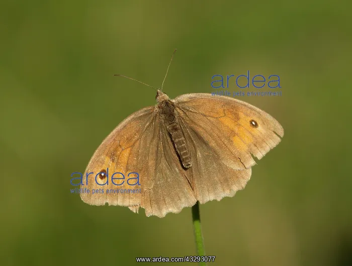: Meadow Brown Butterfly - female resting with wings : Meadow Brown Butterfly - female resting with wings