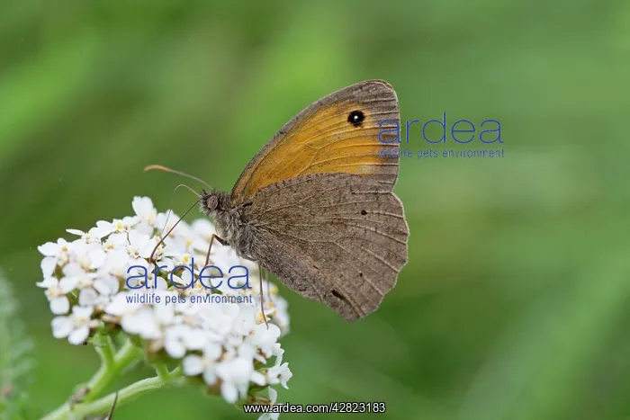 : Meadow Brown Butterfly - on flower : Meadow Brown Butterfly - on flower