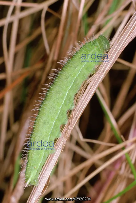 : Meadow Brown Butterfly - larvae : Meadow Brown Butterfly - larvae