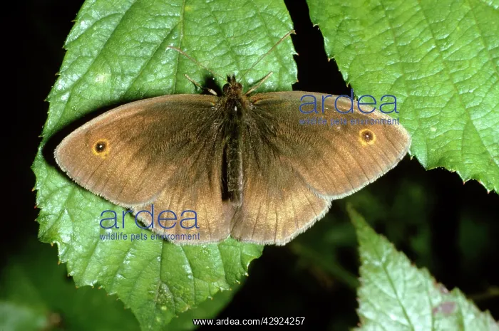 : Meadow Brown Butterfly - male : Meadow Brown Butterfly - male