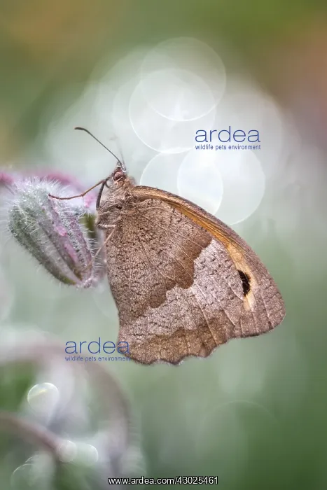  : Meadow Brown butterfly, Norfolk UK