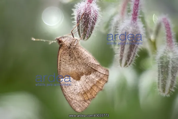  : Meadow Brown butterfly, Norfolk UK